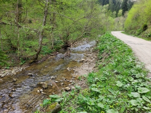 Bieszczady - droga do cerkwi w Łopience